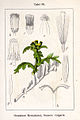 Senecio vulgaris vol. 13 - plate 58 in: Jacob Sturm: Deutschlands Flora in Abbildungen (1796)