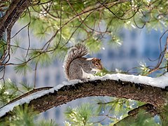 Squirrel in CP (40494)