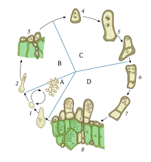 The life cycle of fungus Taphrina