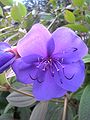 Tibouchina urvilleana