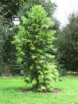 Australianwollemia Kew Gardensissa Lontoossa.