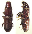 Xenocnema spinipes (Allomorphini)