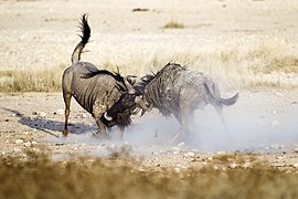 Connochaetes taurinus (Blue Wildebeest)