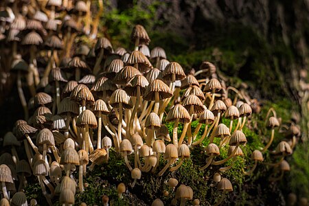 Mushrooms of Tambov Oblast - 001