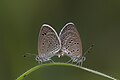 * Nomination: Mating pair of Zizina otis (Fabricius, 1787) - Lesser Grass Blue (3) WLB --Anitava Roy 03:46, 12 October 2024 (UTC) * * Review needed