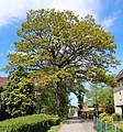 * Nomination: as Bild zeigt eine Knickeiche in der kreisfreien Stadt Kiel im Stadtteil Holtenau, zwischen den Grundstücken Mählsweg 32 und 34. Der Baum ist von der Stadt Kiel zum Naturdenkmal ernannt worden. --Nightflyer 17:29, 13 October 2024 (UTC) * * Review needed