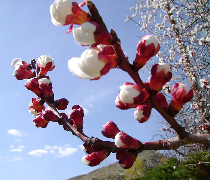 File:Nectarine branch surachit.jpg