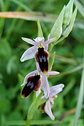 Ophrys lunulata