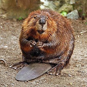 Castor-americano (Castor canadensis)