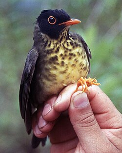 Myssyrastas (Catharus dryas)