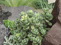 Cotyledon tomentosa ssp. ladysmithensis