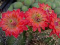 Echinocereus acifer.