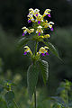 Podčeleď Lamioideae: konopice sličná (Galeopsis speciosa)