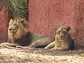 Hyd Zoo - Lion relaxing - Lioness Alert