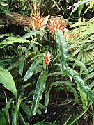 Heliconia angusta (BG Zurich)-01.JPG