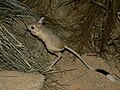 Greater Egyptian jerboa