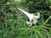 Lilium formosanum sphl.jpg