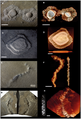 Mohos mucilaginosos fósiles de la Biota francevillense de 2100 millones de años.