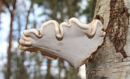 Beržinis pintenis (Piptoporus betulinus)