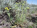 Potentilla pensylvanica.