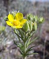 Kwiat Potentilla pensylvanica.