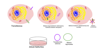 Retroviral vector production in an eukaryotic cell culture 04-22.png