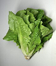 Romaine lettuce