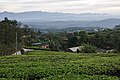 * Nomination Tea plantation, backdrop of the Western Ghats, Kalvari Mount, Kerala --Tagooty 03:38, 18 March 2022 (UTC) * Promotion  Support Good quality. --XRay 05:25, 18 March 2022 (UTC)