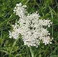 wild carrot