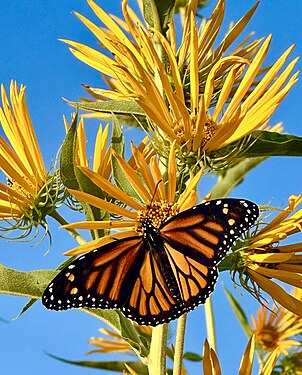 Monarch butterfly (Danaus plexippus) nectaring on Maximilian sunflower (Helianthus maximiliani)