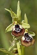 Ophrys oxyrrhynchos