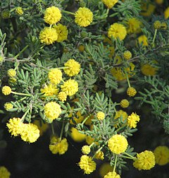 Description de l'image Acacia plicata.jpg.