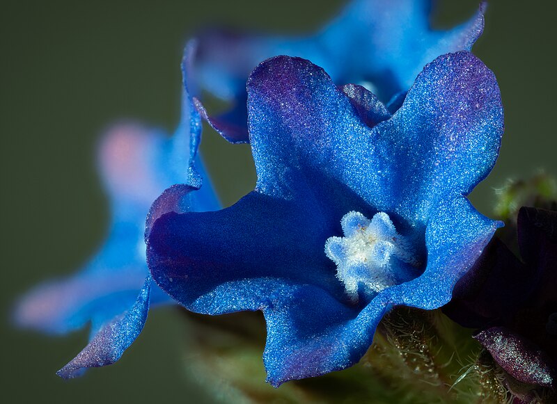 File:Anchusa officinalis.jpg