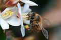 Apis mellifera