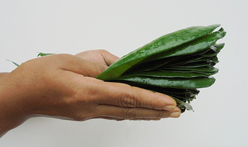 File:Betel Leaf - Bulath Atha.jpg