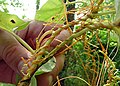 Cuscuta spp.