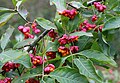 * Nomination European spindle (Euonymus europaeus) -- George Chernilevsky 06:15, 28 October 2024 (UTC) * Promotion  Support Good quality. --Poco a poco 19:56, 28 October 2024 (UTC)