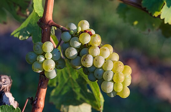 Grape vines in Stuttgart, Germany.