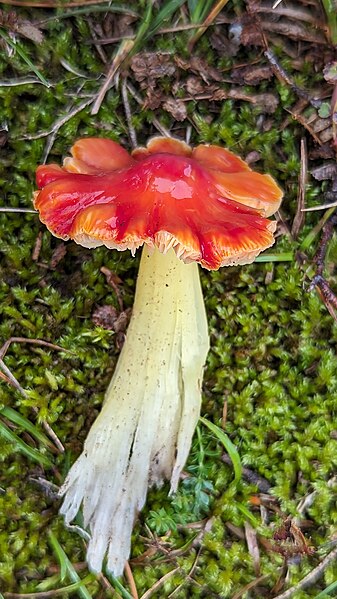 File:Hygrocybe conicoides 329245340.jpg