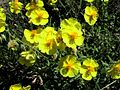 Helianthemum nummularium