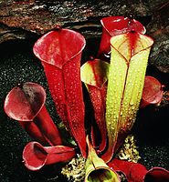 Heliamphora folliculata