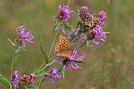 on Centaurea nigra