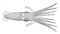 Ventral view with tentacles removed