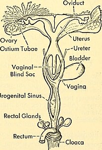 Female reproductive tract