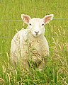 A lamb in France