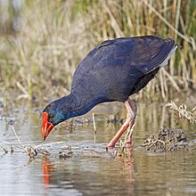 Photo of a slender blue bird by a swamp