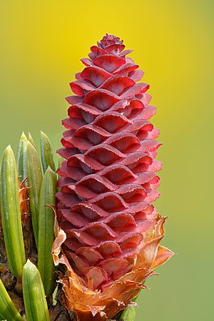 Picea omorika