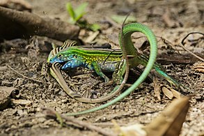 Struggle between two Cnemidophorus lemniscatus.