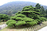 ななこ垣（栗林公園、鶴亀松）