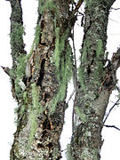 Skägglav (Usnea sp) utanför Sala 5781.jpg